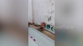 Hapless stray dog with head stuck in plastic pipe rescued in Thailand
