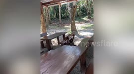 Wild elephant casually walks through car park