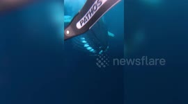 Amazing moment divers have up-close encounter with humpback whale off coast of Norway