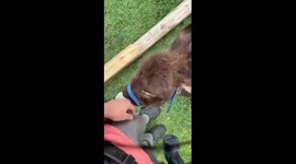 Adorable miniature rescue donkey 'helps' Florida homeowner