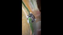 Cute jumping spiders