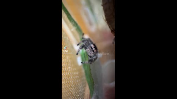 Cute jumping spiders