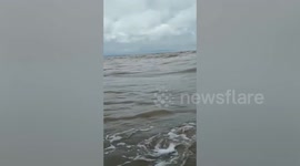 Firemen save whale calf stranded on beach in Borneo