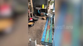 Wild baby bear visits family's kitchen for a free lunch
