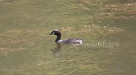 Egg-laying is dangerous for dragonflies – they might be eaten by a Grebe!