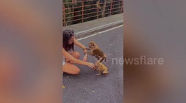 Wild monkey gropes Russian tourist's bottom and breaks her necklace