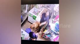 Mischievous pet dog pulls out chair when owner sat on it