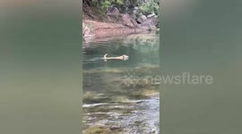 Hero tourist helps stranded stray dog from crossing river