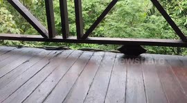 Two mating ornate flying snakes entwine on ex-pat’s balcony in Thailand