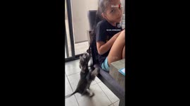 Naughty 3-month-old puppy loves nothing more than playing with human sister's hair