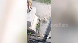 Helpful puppy pulls brother struggling to climb up steps when owner called them home