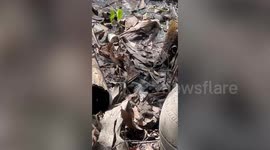 Clever pet cat asks owner to rescue frog from wild monitor lizard
