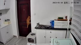 Smart cat opens door for owner who forgot keys