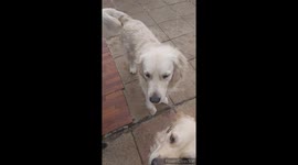 Dog trying to catch treats in super slow motion while other dog stairs and does nothing