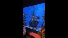 Fish kissing or mouth to mouth encounter