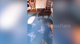 Meet Humphrey the pillow-fighting pig who thinks he's a pooch