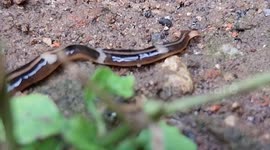 Newly divided hammerhead worm attracting the attention of ants was filmed in full HD and on a tripod #2