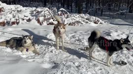 Owning Three Alaskan Malamutes led to the discovery of becoming Weekend Mushers the only way to survive Canadian winter since moving to Canada from the UK