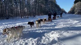 Mush Larose Club sleddog Training Day helps to inspire the dog musher in British born Martin who after 4 long years is finally running his own dogsled team