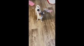Puppy yaps along to owner playing tune on harmonica