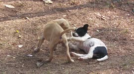 Puppies Having Lots of Fun in a Forest Clearing in North Thailand