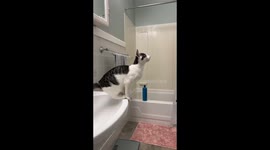 Gutsy kitten falls flat on her face while trying to copy mommy