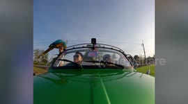 Adventurous pet macaw flies alongside owner’s moving car in Thailand