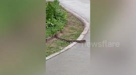Brave worker catches wild python slither under expressway using bare hands