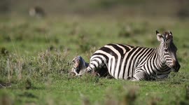 British photographer captures moment zebra was born this month