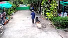 Sweet pet dog comforts grandmother when she fell to floor after another naughty dog hit her