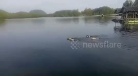 Pack of clingy pet dogs learn to swim to follow owner to his resort