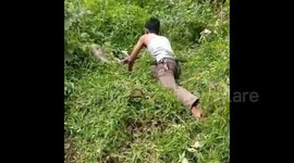 Residents of Solok, West Sumatra Evacuate a python with a length of 5.5 meters and a weight of 100 meters from a resident's plantation