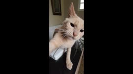 Milo the Terror strikes! Owner has wonderfully playful rapport with pet cat