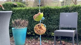 Robin caught midflight in slow motion approaching and eating from homemade apple feeder prior to RSPB Big Garden Birdwatch