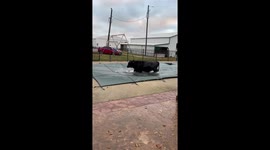 Second holstein steer to get in our pool, cover holding him up!