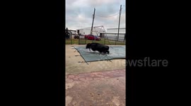 Cow-abunga! Holstein steer refuses to get out of in Illinois pool