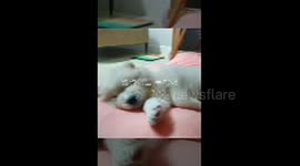 귀여운 사모예드 강아지 성장과정 Cute