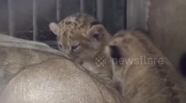 Thai zoo asks visitors to help choose names for adorable pair of baby lions
