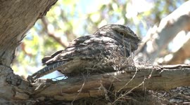 Endearing Tawny Frogmouth chicks growing up – new feathers, bickering, peering out of their flimsy nest.
