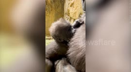Adorable moment baby gorilla stands up for the first time with the help of his mum