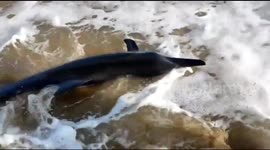 Heroic man on beach in India rescues dolphin
