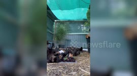 NEW VIDEO: Man has 80 guinea pigs in his back garden and spends £8k a year on his furry friends