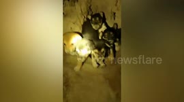 6 abandoned newborn puppies rescued from pit
