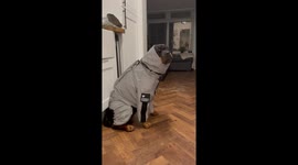 Rottweiler struggles to walk around in her new coat