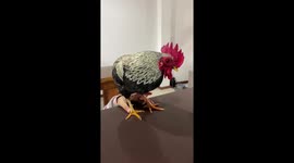 Rooster eating banana from the hands of its owner