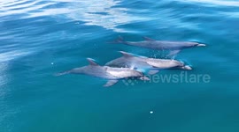 Stunning drone footage captures a huge pod of Dolphins off the coast of Florida