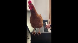 A little rooster listening to classic music.