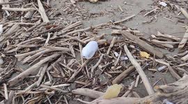 After the heavy rains and the abundant rainfall that caused strong storm surges and the flooding of the Volturno river and its overflowing, waste of all kinds poured onto the beaches of Castel Volturno.