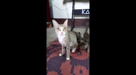 Mom Cat Loves Her Baby Kittens .In this video you will see how much is mother love strong. Enjoy.
