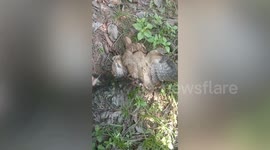 Thai woman rescues owl tangled in net
